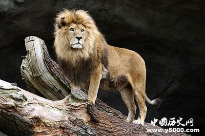 世界上最大的狮子是什么_世界上最大的狮子有多大_世界上最大的狮子品种_中国历史网