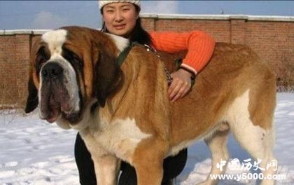 世界上最大的狗排行：圣伯纳犬排第一