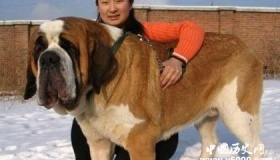 世界上最大的狗排行：圣伯纳犬排第一