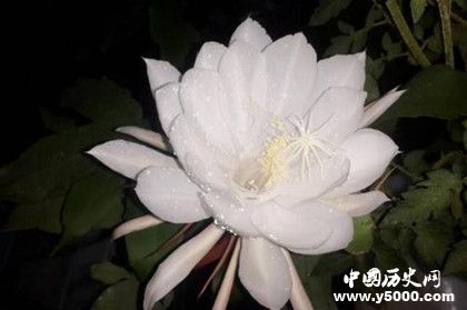 世界上最贵的花_世界上最贵的花是什么花_世界上最贵的花排行榜_中国历史网