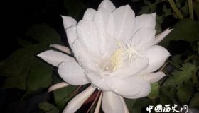 世界上最贵的花排行榜：第一有钱也买不到