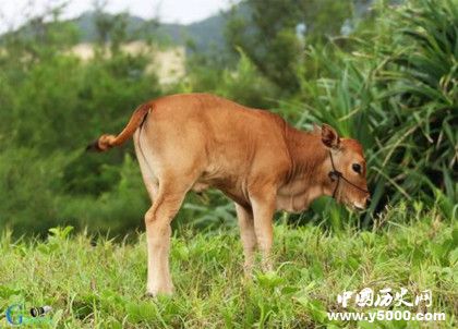 世界上最小的牛_世界上最小的牛是什么_世界上最小的牛品种是什么_中国历史网