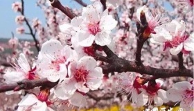 盘点描写杏花的诗词五十首