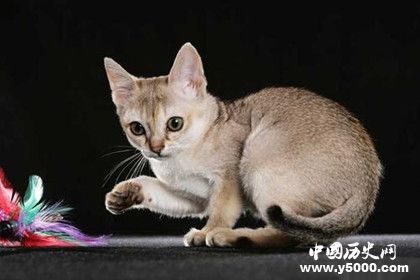 世界上最小的猫排行：第一只有2公斤，成年后仍宛如幼猫,探索发现