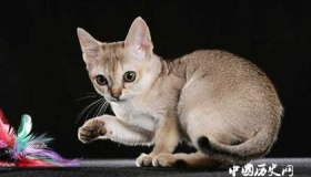 世界上最小的猫排行：第一只有2公斤，成年后仍宛如幼猫