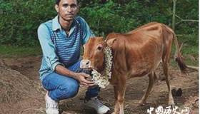 世界上最小的牛排名：第一可以当宠物养