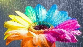 世界上真的有七色花么