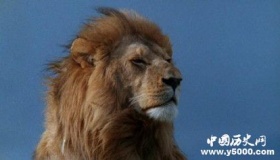世界上最大的狮子：重800多斤，体型大似小汽车