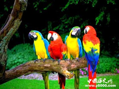 世界上最大的鹦鹉_世界上最大的鹦鹉有多大_世界上最大的鹦鹉是什么_中国历史网