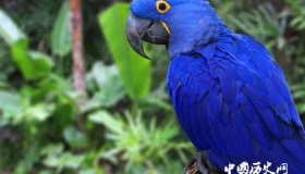 世界上最大的鹦鹉排名：第一名紫蓝金刚身长可达一米