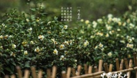 中国三大茶市分别都在哪里