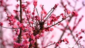 关于梅花最经典的五首古诗