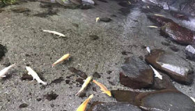 《小石潭记》原文赏析