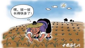 拔苗助长的成语典故