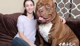 世界十大恶犬盘点