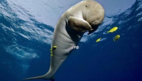 儒艮的生活习性和地理分布情况