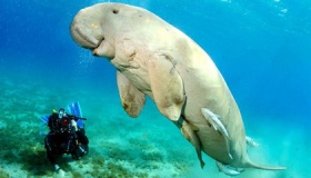 儒艮的形态特征介绍