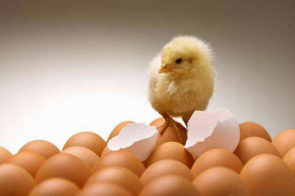 先有鸡还是先有蛋_先有鸡还是先有蛋的最佳答案_中国历史网