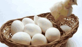 先有鸡还是先有蛋的最佳答案