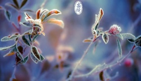 霜降节气应该注意什么