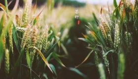 芒种的节气含义