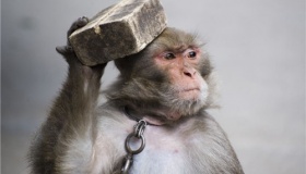 郭子章审猴是怎么一回事