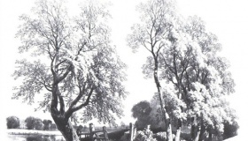 达芬奇是怎么画一棵树的