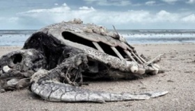 物种灭绝的两大原因