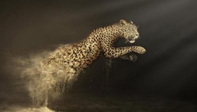 物种灭绝的定义：消逝后决不再现