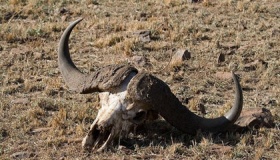 世界上物种灭绝的速度：每小时3个物种灭绝