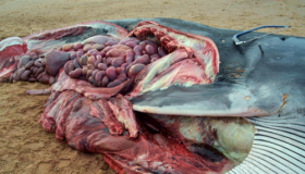 鲸鱼为什么会爆炸