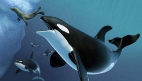 抹香鲸的天敌：虎鲸简介