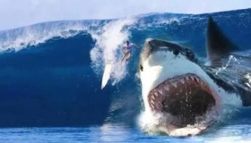 关于巨齿鲨灭绝的争议