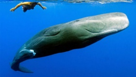 抹香鲸的粪便：昂贵的香水原料