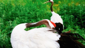 鹤顶红到底是什么东西