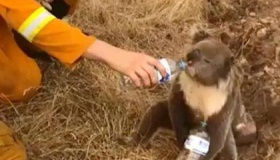 澳大利亚超2万只考拉被烧死：或功能性灭绝