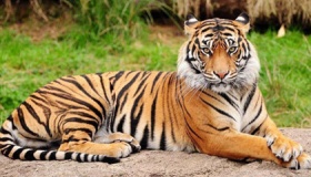 猫科动物有哪些