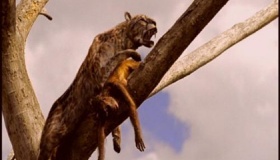 剑齿虎和恐猫：史前人类的天敌