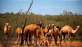 澳大利亚杀骆驼的原因竟然是因为它的生活习性