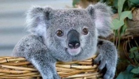 澳大利亚考拉简介