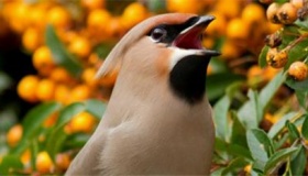 维吾尔族的民间传说