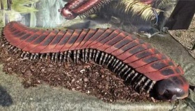 盘点十大鲜为人知的远古超级生物