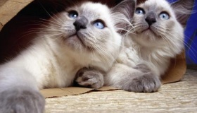 古人不吃猫肉的原因揭秘