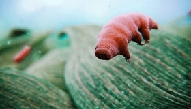 水熊虫：世界上最顽强的生物 冰冻三十年还能复活