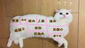 中国人真的不吃猫肉吗
