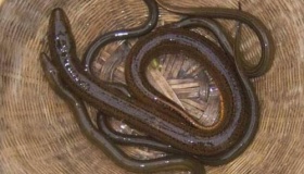 揭秘黄鳝自然变性 天生具有两套生殖系统