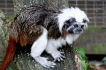 山海经里的人面兽长什么样