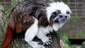 山海经里的人面兽长什么样