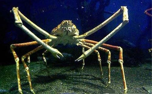 世界上最大的日本巨型杀人蟹