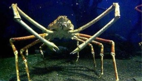 世界上最大的日本巨型杀人蟹